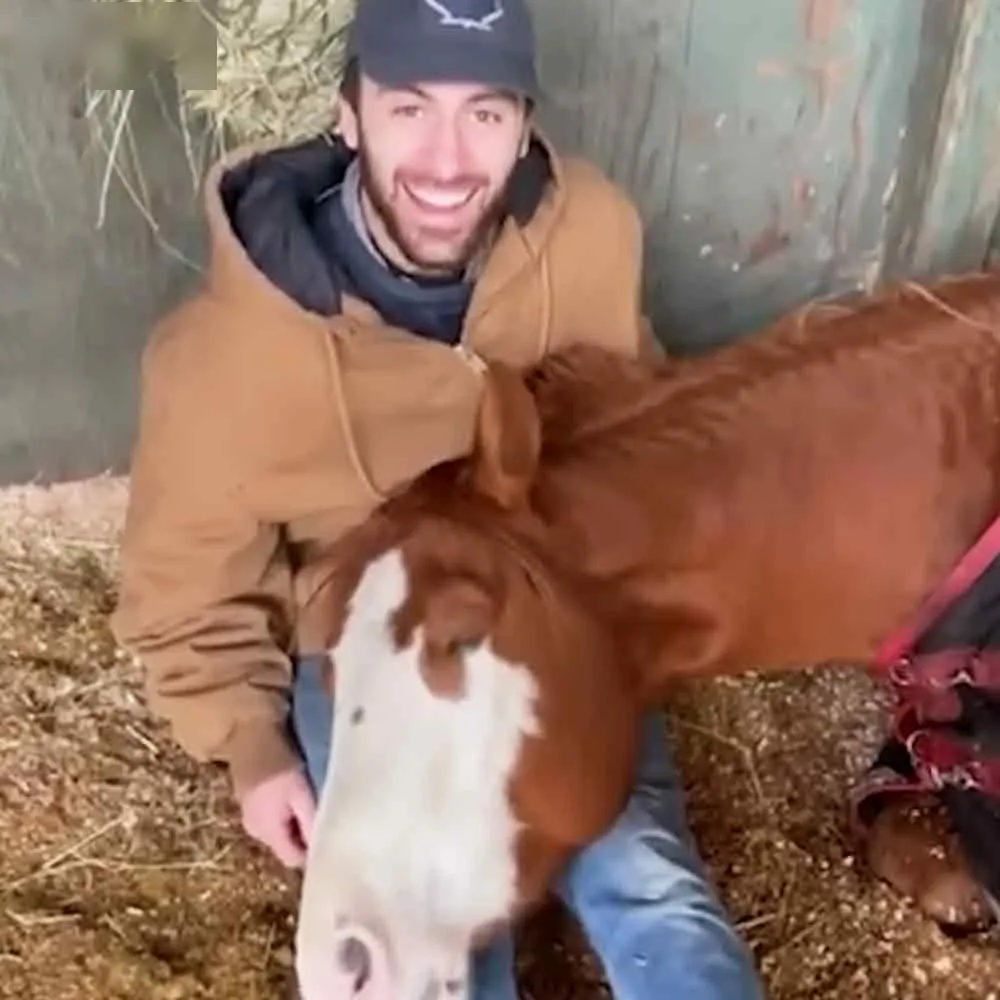 A young adult male interacts with a draft horse in an indoor barn setting; hay bales and natural light suggest daytime.