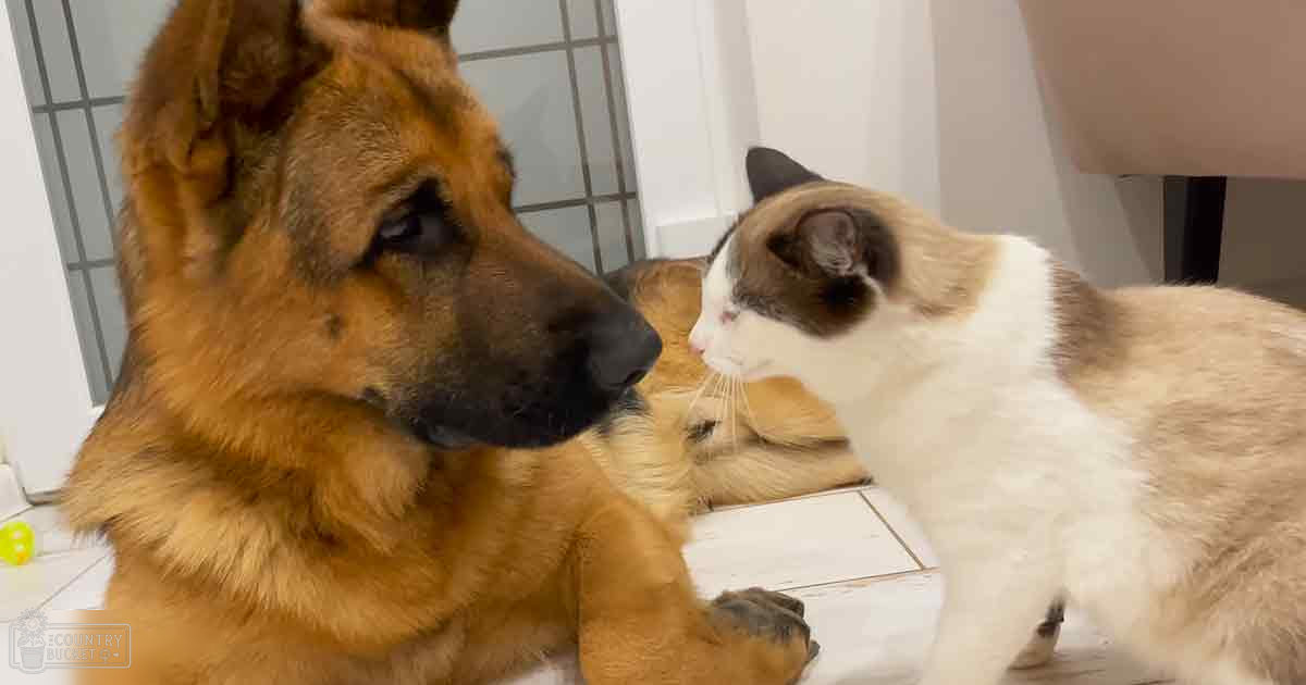 A German Shepherd dog, adult male, with brown and black coat indoors, near a white cat with dark markings on chest and face.