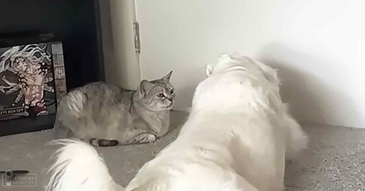 A tabby cat with gray fur and darker stripes sits indoors next to a white dog, possibly a Maltese or similar breed. The setting appears cozy with natural light filtering through an unseen window.