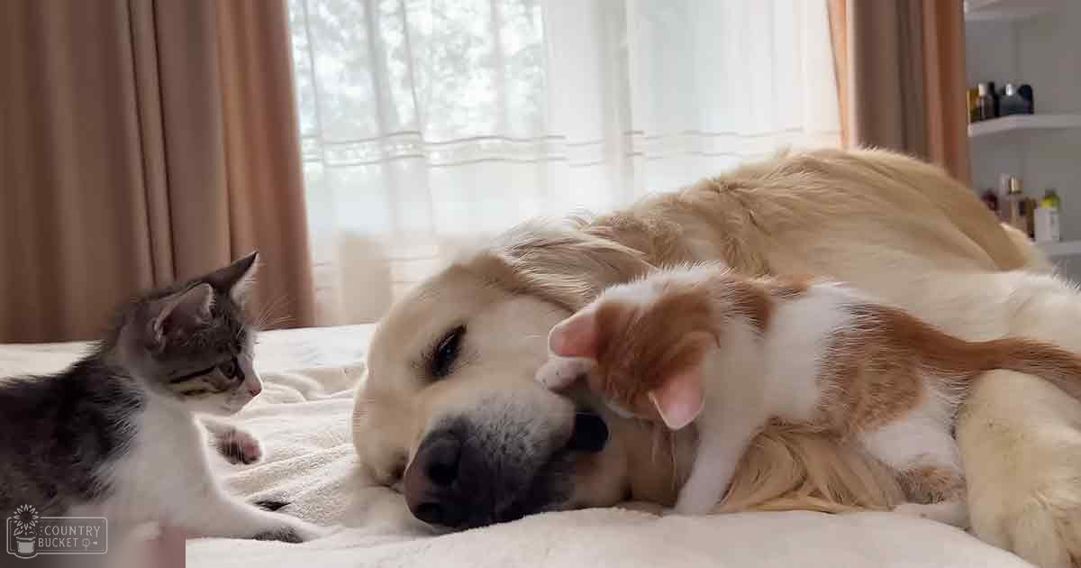 An adult golden retriever lying with tabby kittens on a bed in a light-colored bedroom with beige curtains and white shelves, suggesting daytime indoor setting.