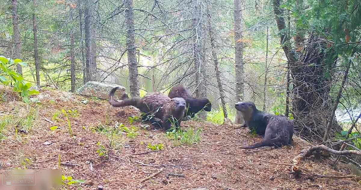 Three otters in a forest setting with tall trees and pine needles, natural light filtering through the canopy during daytime.