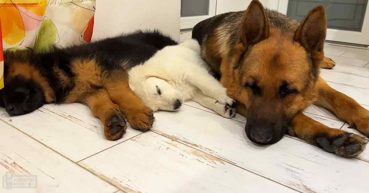 Two German Shepherds resting indoors with a tiled floor and colorful bags visible.
