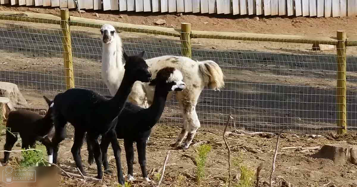 Four adult alpacas of various colors stand in a dirt enclosure with wooden fencing on an outdoor farm under bright sunlight.