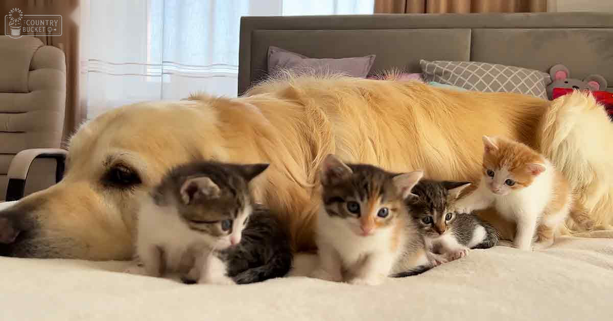 A golden retriever and tabby kittens in a cozy bedroom with patterned pillows and light-colored curtains, suggesting daytime.