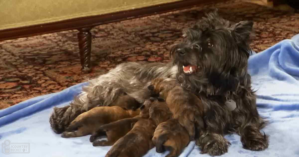 A Scottish Terrier or similar breed dog nursing multiple brown puppies on a blue blanket in an indoor setting with natural light, floral carpet, wooden furniture.
