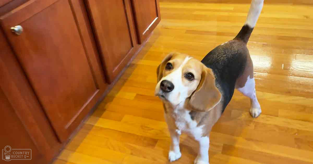 A beagle with brown, white, and black markings in a home setting during daytime