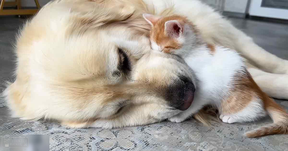 An adult golden retriever with a kitten resting against it indoors during daylight
