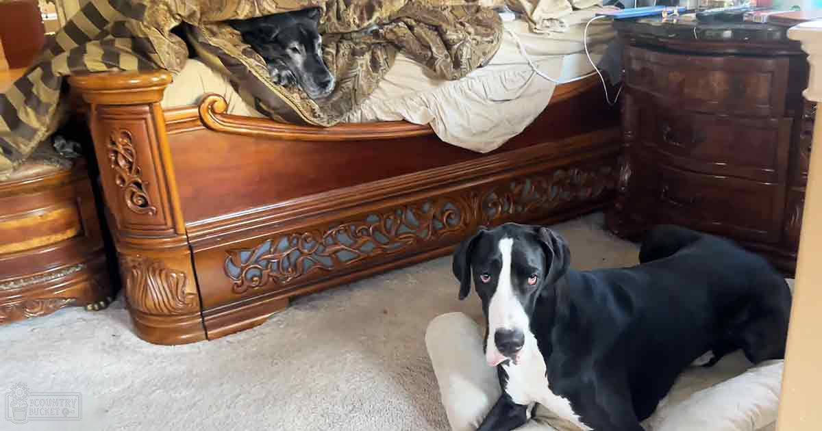 A Great Dane with black and white fur lying on a cushioned surface near an ornate wooden bed frame, set in a cozy home environment during daytime.
