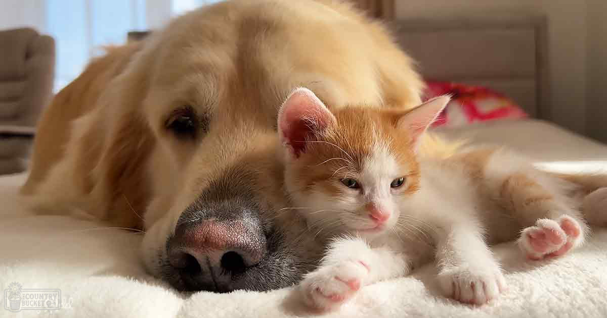 A golden retriever puppy and an orange and white kitten in a cozy home setting with natural light.