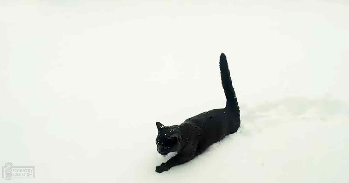 A sleek black domestic shorthair cat indoors on a plain white surface, likely an adult.