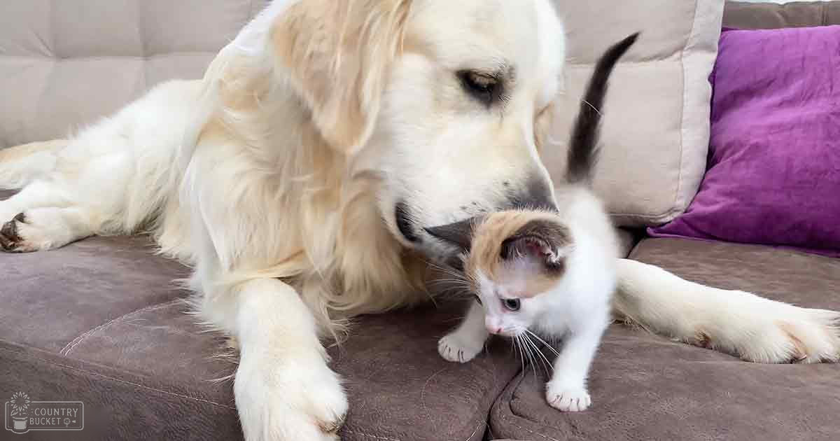 A golden retriever and a tabby kitten interact indoors in a cozy living room with neutral-toned furniture and natural light.