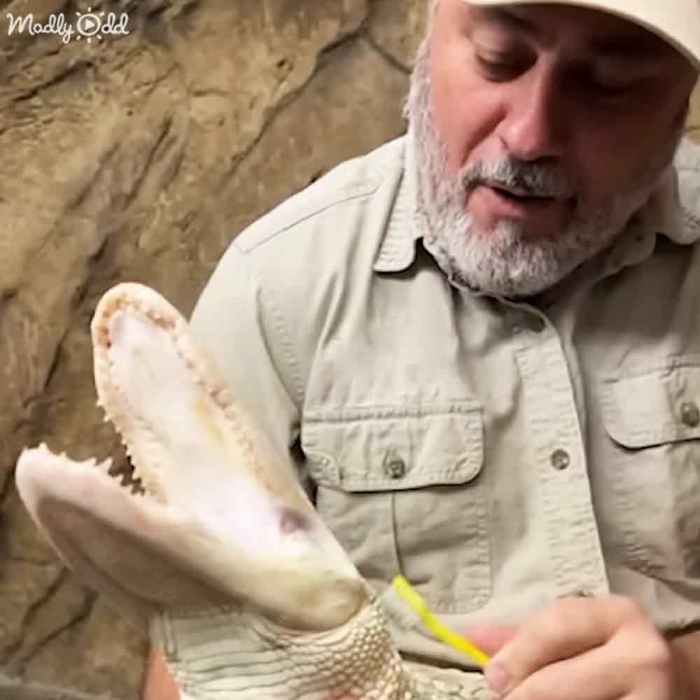 Middle-aged adult male examining an American alligator's fossilized jawbone in a zoo or wildlife park setting, with stone walls and daylight illumination.