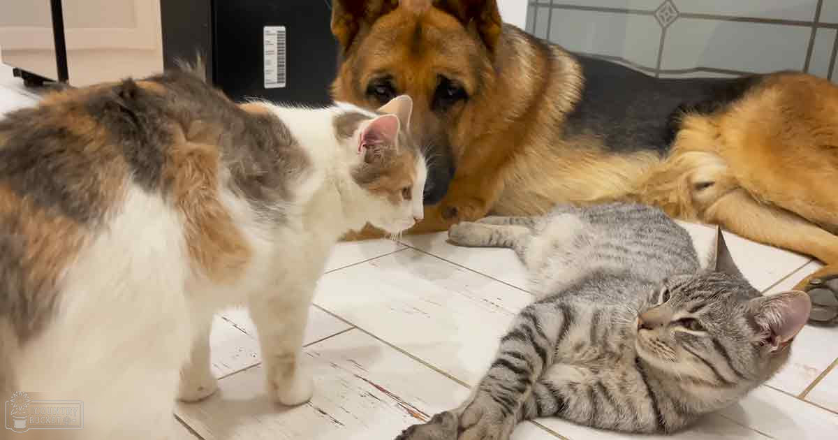 A German Shepherd with black and tan markings, a calico cat with orange and brown patches, and a tabby cat with gray and white stripes interacting indoors on a tiled floor. Daytime natural light illuminates the scene.