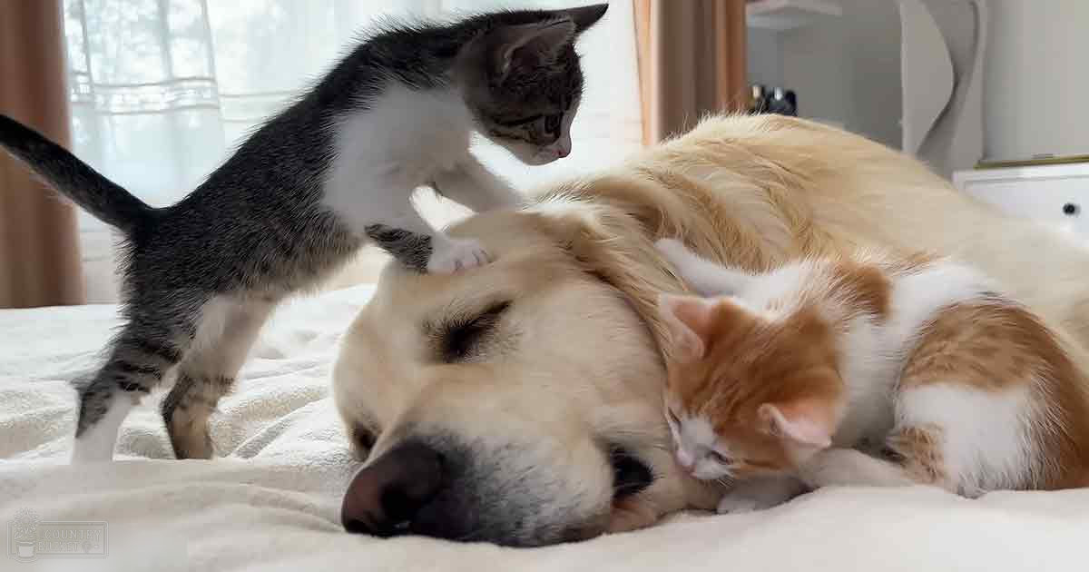 A golden retriever dog rests as two kittens, a tabby and an orange tabby, interact around it in a cozy home bedroom setting with soft natural light streaming through curtains.