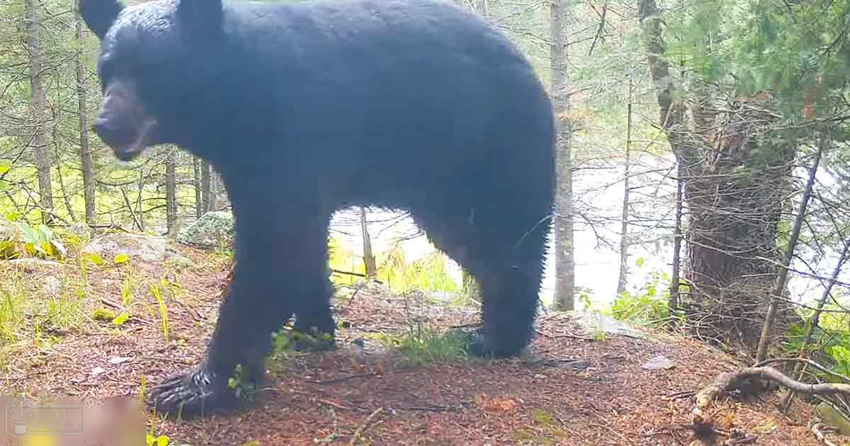 A lone adult black bear in a forested area during daytime with lush greenery.