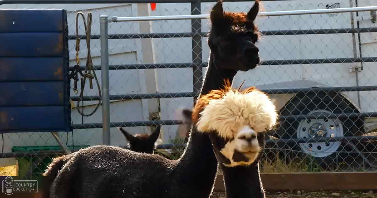 A close-up view of a black llama with white markings in an outdoor enclosure, surrounded by natural elements like hanging ropes, a trailer, and a blue storage container.