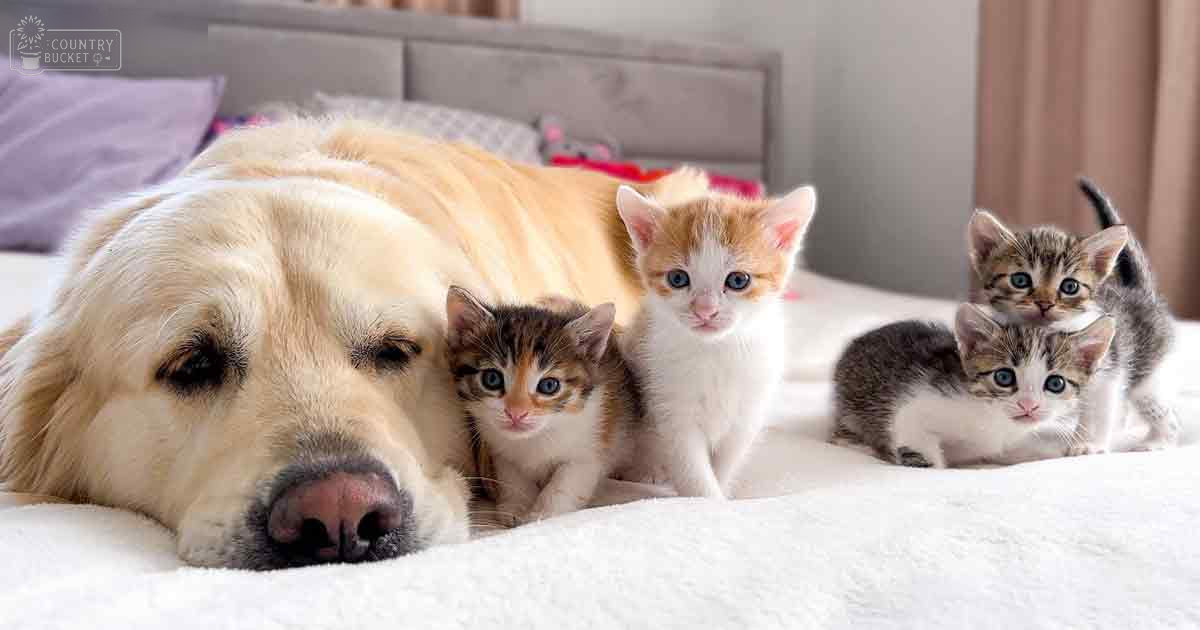 A golden retriever lying with kittens in a cozy bedroom setting during daytime.