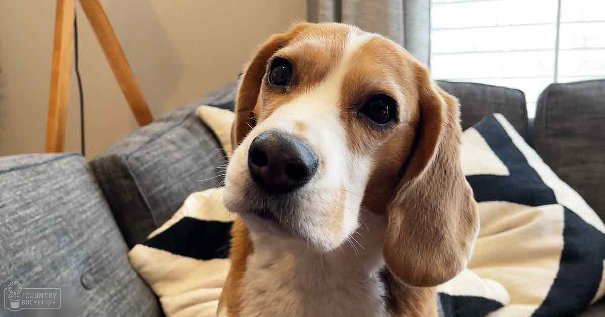 A beagle with light brown fur and white markings sits indoors in a living room, surrounded by furniture like a gray couch and wooden floor lamp. The scene is bright, suggesting daytime.