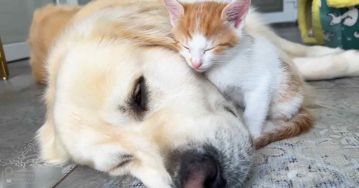A golden retriever with white markings and a tabby kitten rest together in an indoor living space, surrounded by light brown and orange fur hues.