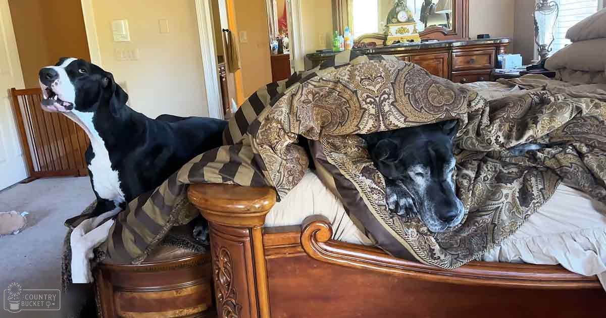 Two large adult Great Danes in a cozy bedroom with wooden furniture and home decor under natural daylight.