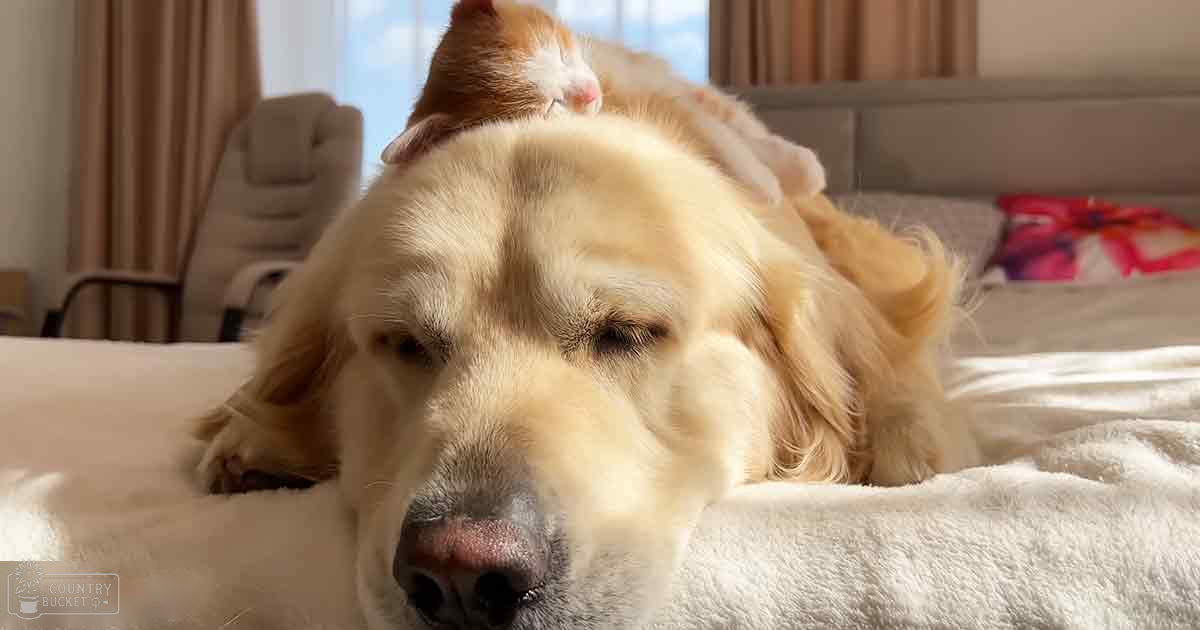 A serene scene of a golden retriever resting on a bed in a cozy bedroom with beige curtains and sunlight filtering through the window, accompanied by an orange and white tabby cat.