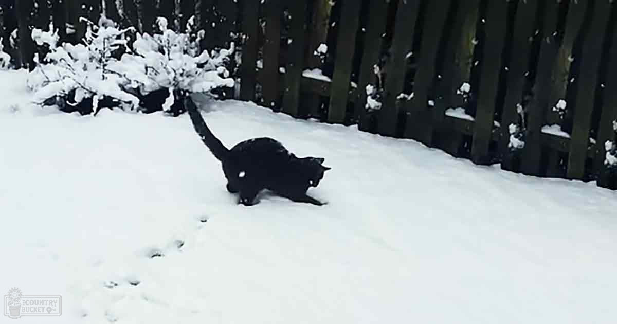 A sleek black domestic short-haired cat in a snowy landscape, surrounded by snow on the ground and a dark wooden fence in the background.