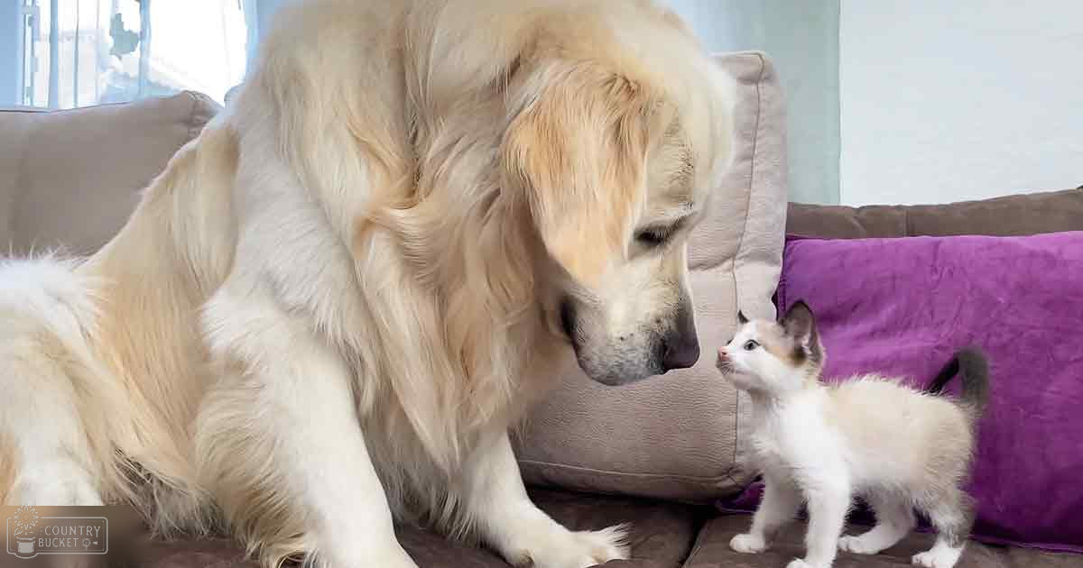 A golden retriever puppy and a small kitten sit on a beige couch with purple cushions in a living room, suggesting daylight during spring or summer.