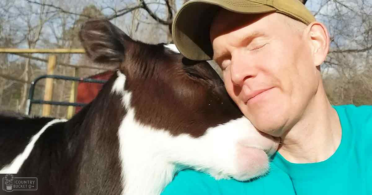 An adult male interacting with a Holstein cow outdoors on a farm-like setting during early spring or summer under bright daylight.