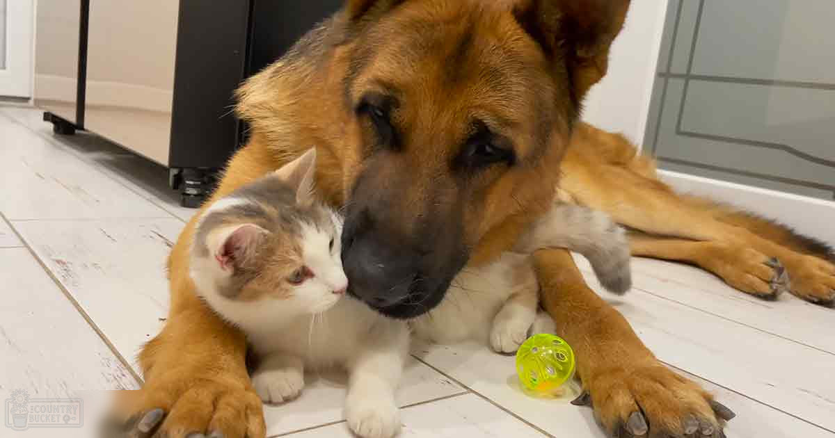 German Shepherd dog and tabby kitten interacting indoors with a green ball toy, tiled flooring in the background.