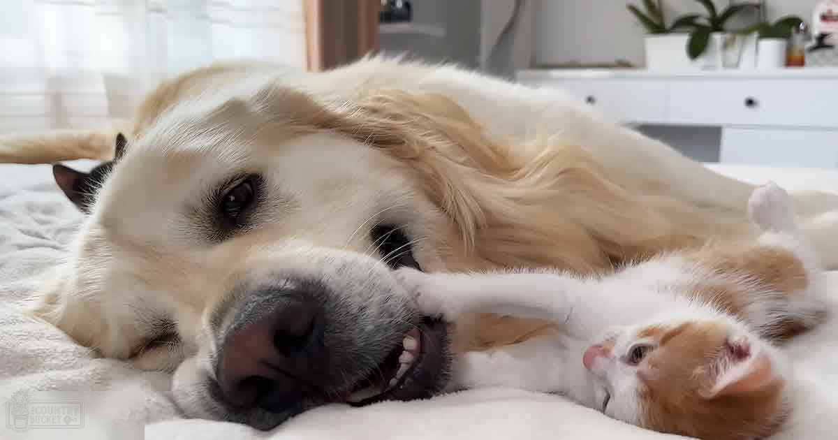 A Golden Retriever dog and a tabby kitten rest together on soft bedding, surrounded by indoor decor with natural light streaming in.