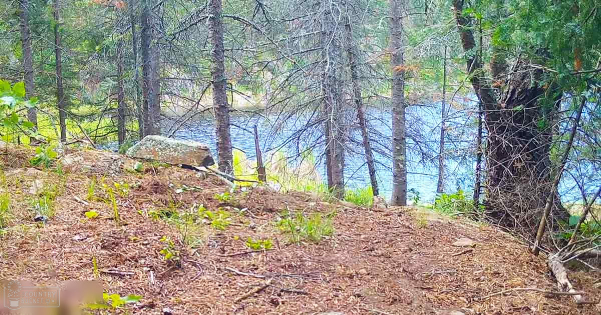An outdoor forested area near a body of water, with green foliage and blue water under daytime spring or summer light.