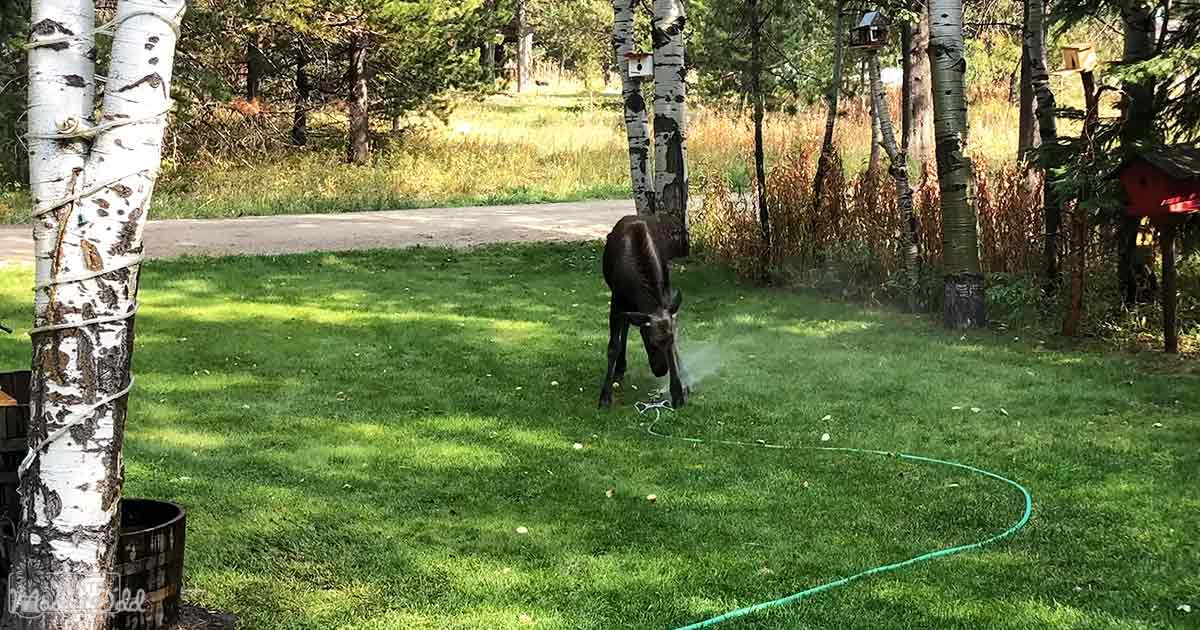 A moose with dark brown fur in a residential backyard amidst birch trees, grassy areas, and a dirt path.