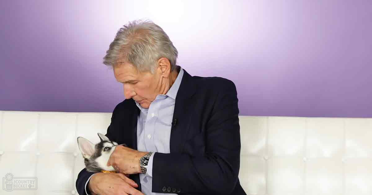 An adult male interacting with a husky dog on an indoor bench, purple wall behind them.