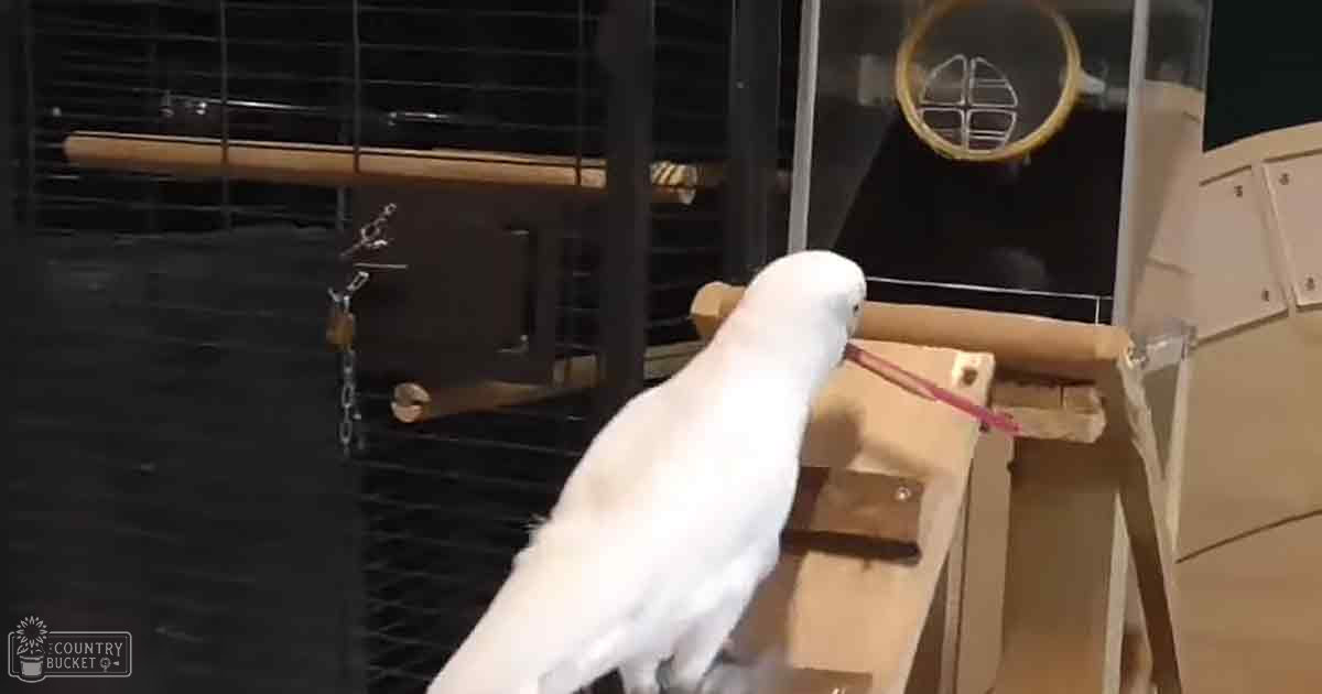 A white cockatoo with curved beak inside an indoor enclosure, surrounded by bars and wooden perches.