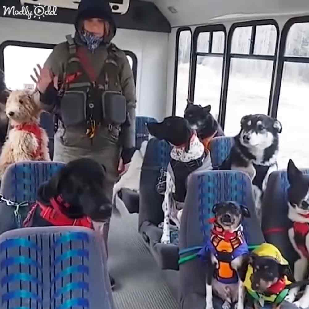 A group of various breed adult dogs, including Huskies and Dachshunds, inside a bus with blue seats. Snow outside the windows suggests winter.