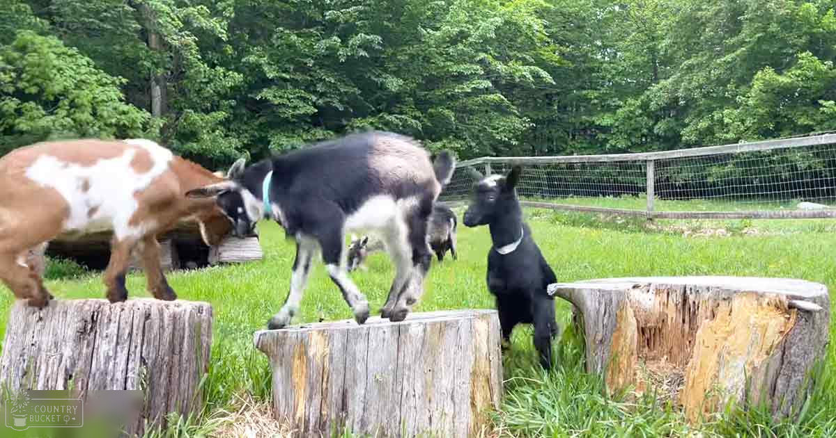 A group of goats in a farm enclosure with greenery and natural light.