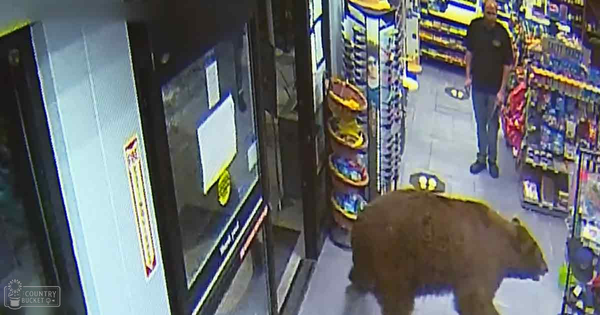 An adult brown bear in a grocery store with well-stocked shelves and tiled floors during daytime.