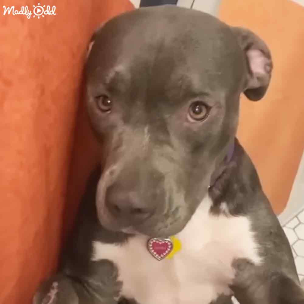 An adult pit bull with gray and white fur, wearing a red heart-shaped tag around its collar, indoors against an orange wall.