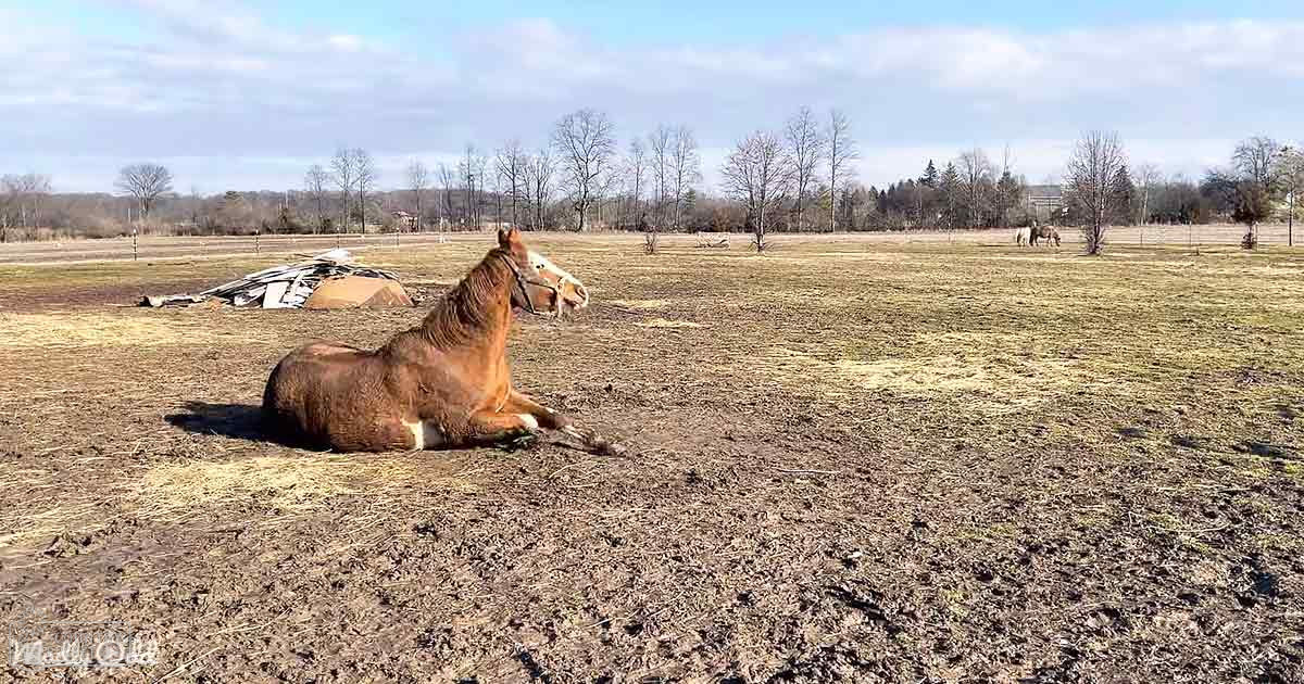 A brown horse with white markings lying in a patchy, open field with scattered trees and debris nearby; spring or summer daytime scene with natural light and greenery in the distance