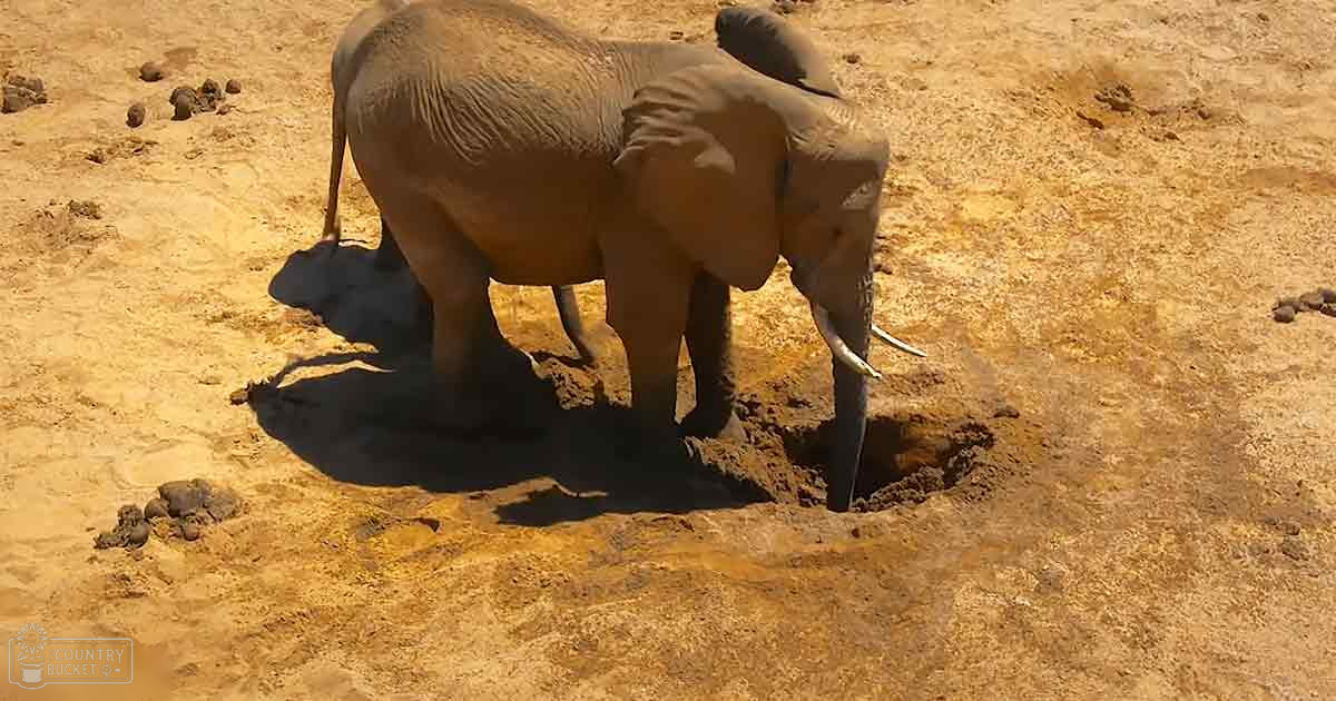 An adult elephant stands in a dry, sandy savanna under natural daylight.