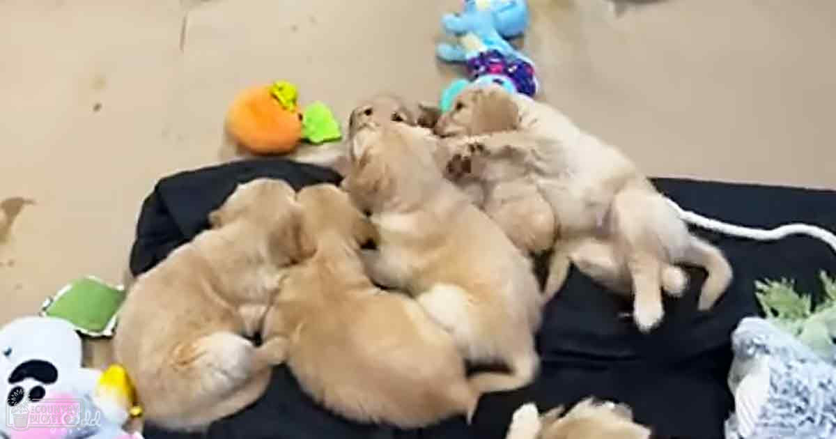 A group of young golden retriever puppies with light brown fur scattered among various colorful plush toys indoors.