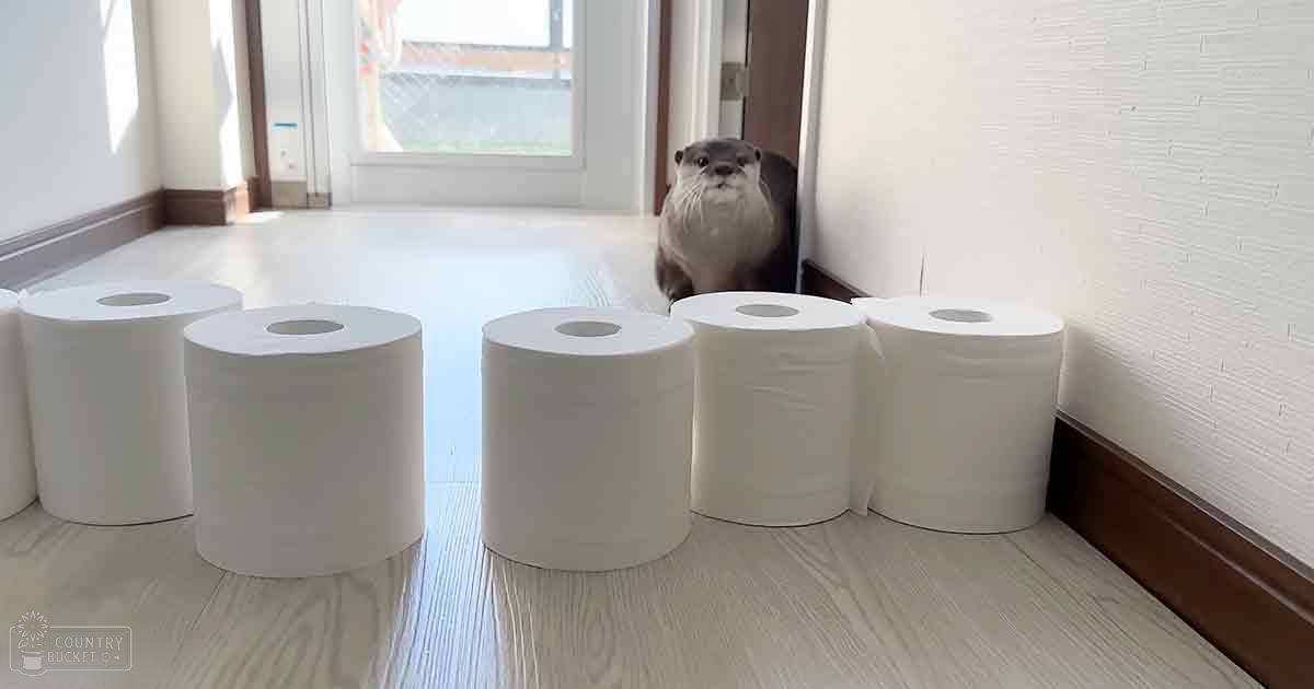 An adult otter with light brown coat and white underbelly inside a home, near toilet paper rolls on the floor leading to an outdoor garden area with natural daylight streaming in.