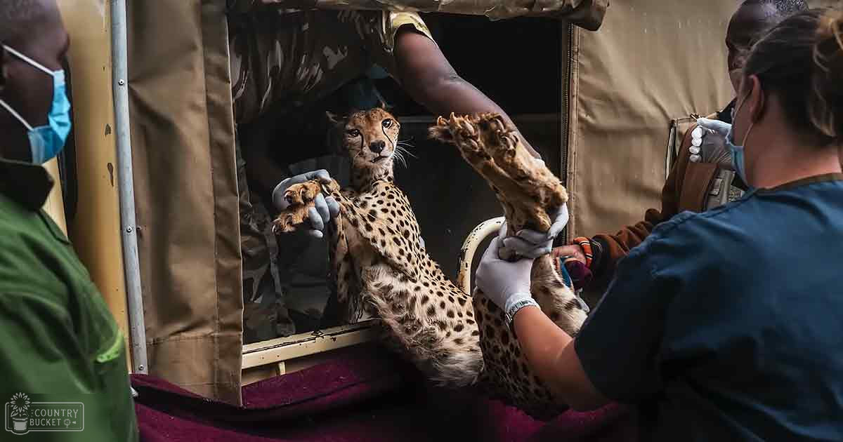 An adult cheetah with distinctive spotted markings in shades of orange and black, being examined by individuals at a wildlife rescue or veterinary facility.