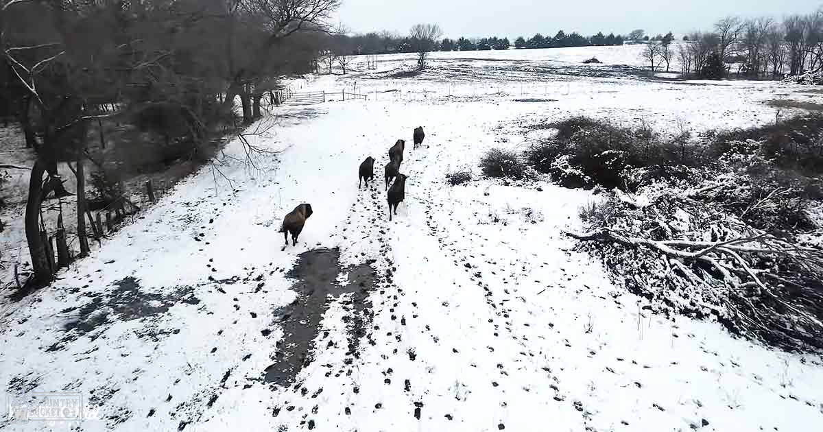 Adult cows in a snowy field with trees and shrubs, daytime overcast winter scene
