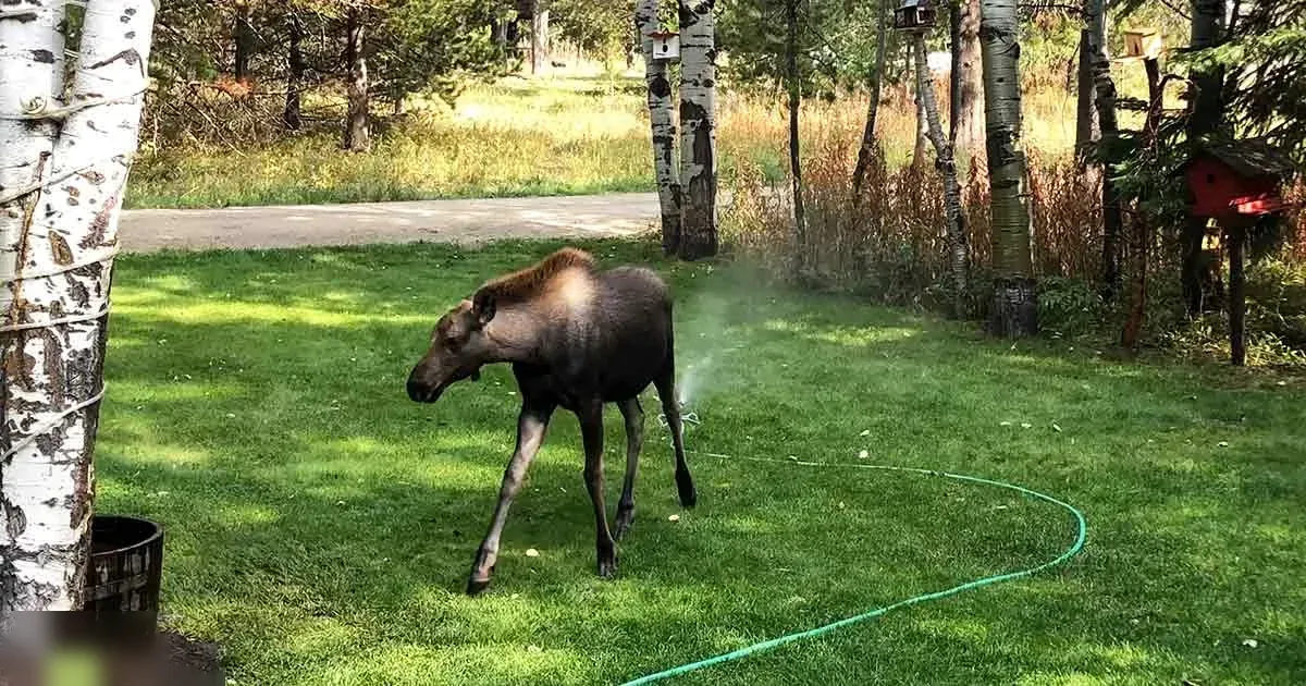 A moose calf with dark brown fur and a lighter patch on its back stands in a backyard setting surrounded by birch trees, green grass, and a red birdhouse.