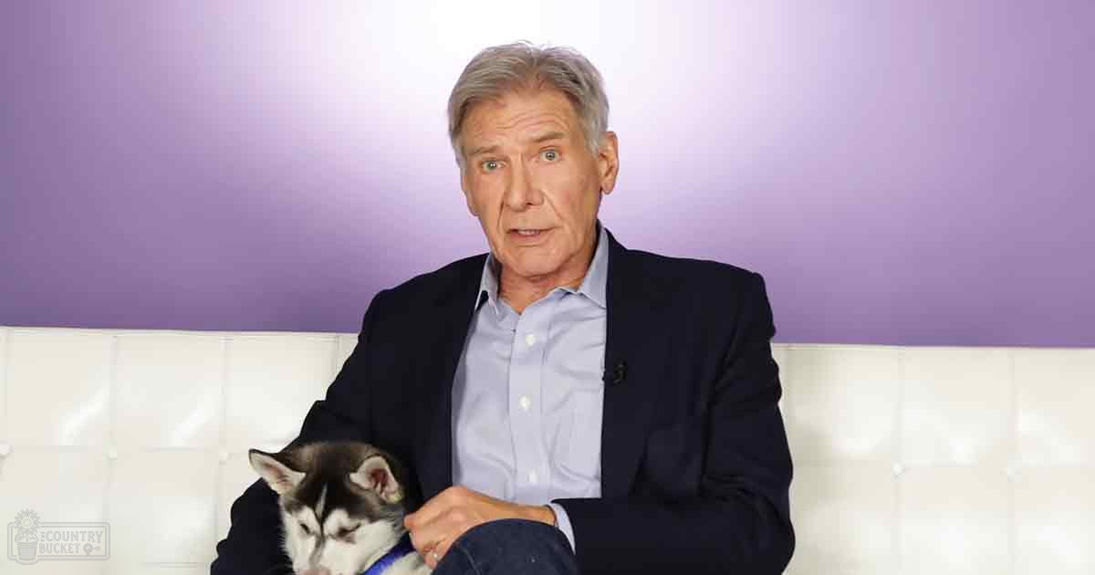Older adult male in studio with Siberian Husky, light-colored bench against purple wall