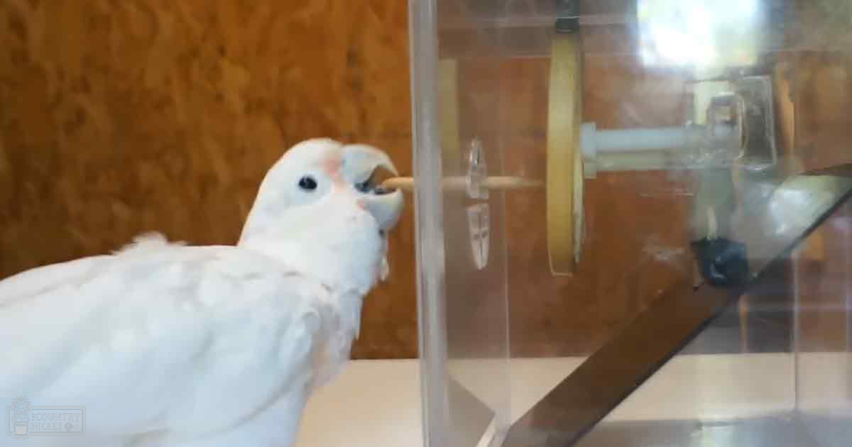A white cockatoo with pinkish patches on its head and neck is in a clear plastic container indoors, surrounded by wooden paneling. Natural light illuminates the scene from an unseen window.