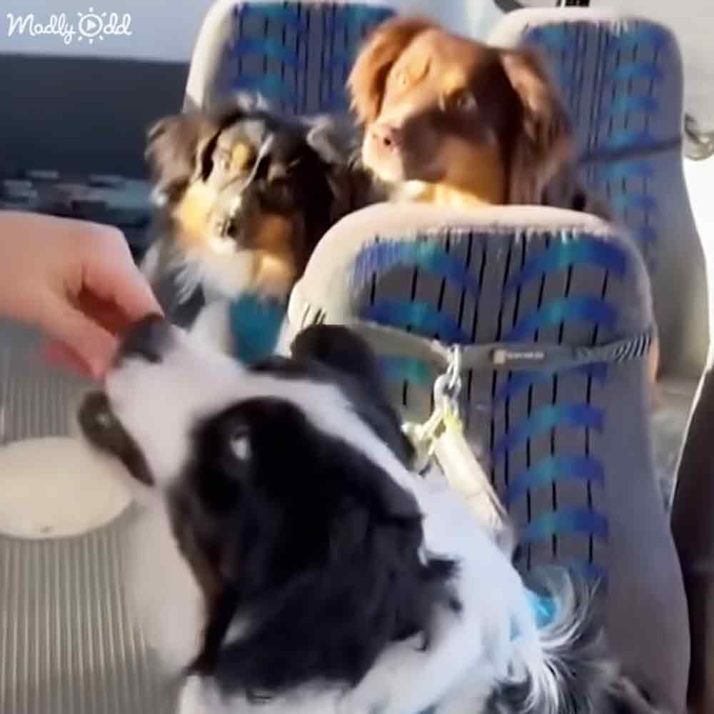 Two small light-brown Chihuahuas or similar breed with black-and-white markings, along with a larger Border Collie or similar dog inside a vehicle with blue and gray patterned car seats. Daytime setting with natural sunlight.