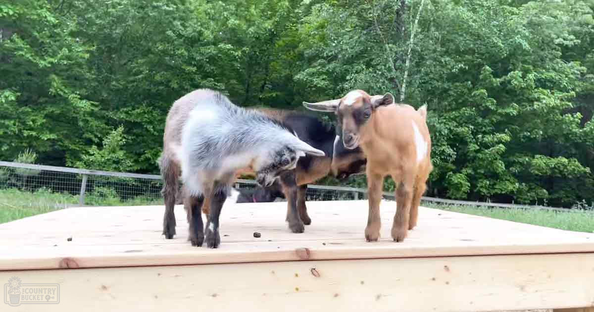 Three goats with distinct coat patterns amidst lush greenery under bright sunlight during spring or summer in a rural farm setting.