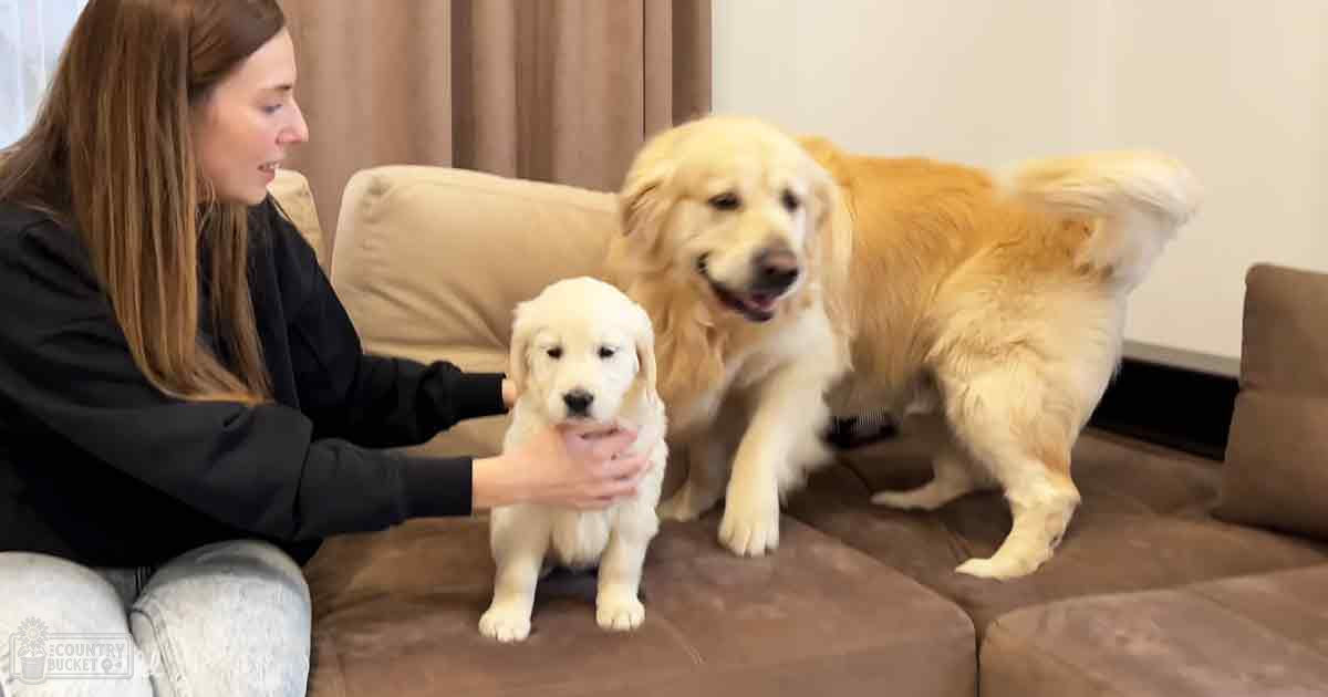 A woman interacts with two golden retriever dogs in a cozy living room setting, wearing black long-sleeved top and light blue jeans.